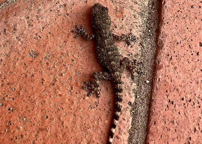 Casa Storica Di Alma Con Fantastica Vista Mare