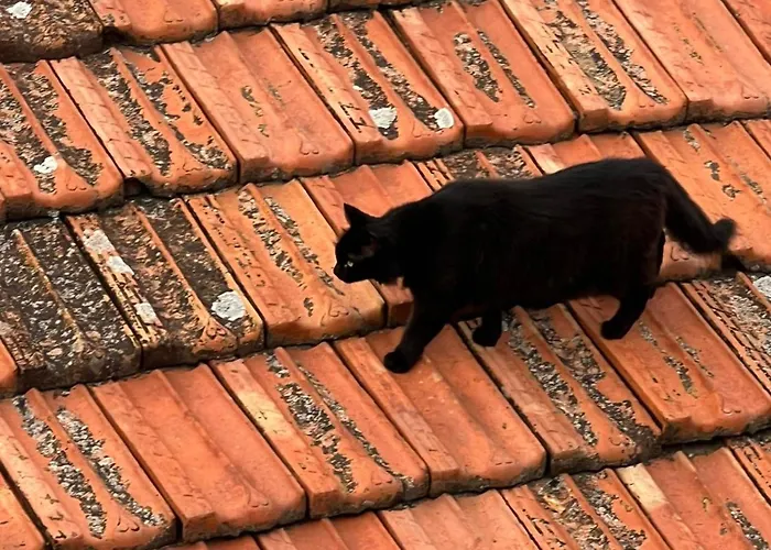 Casa Storica Di Alma Con Fantastica Vista Mare Apartment Sanremo
